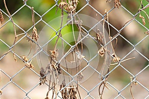 A metal mesh on a fence overgrown with dry grass as an abstract background. Texture