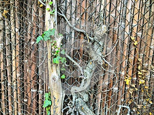 Metal mesh and wooden fence with a wicket overgrown with ivy bushes. Close up shot