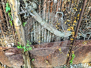 Metal mesh and wooden fence with a wicket overgrown with ivy bushes. Close up shot
