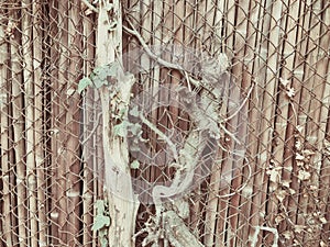 Metal mesh and wooden fence with a wicket overgrown with ivy bushes. Close up shot