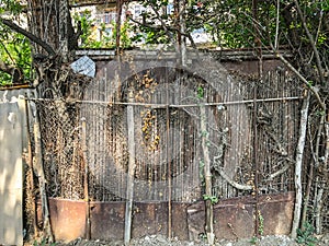 Metal mesh and wooden fence with a wicket overgrown with ivy bushes, rounded trees in the yard