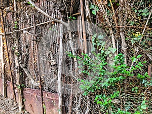 Metal mesh and wooden fence with a wicket overgrown with ivy bushes, rounded trees in the yard