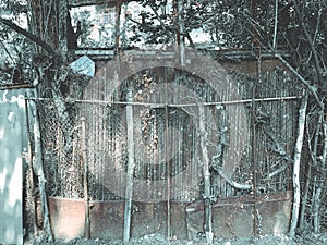 Metal mesh and wooden fence with a wicket overgrown with ivy bushes, rounded trees in the yard