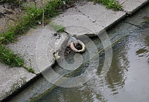 Metal mooring ring on the concreted river bank
