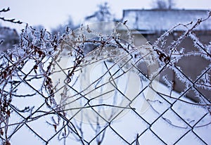 Metal net covered by crystals of ice hoarfrost