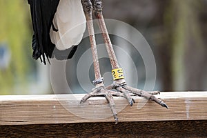 Metal ornithological rings on woolly-necked stork\'s leg