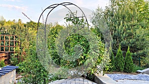 A metal pergola with climbing plants stands by the tiled walkway. Behind it grow thujas trees and pine trees. The trees and shrubs