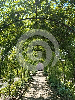 Metal plant arbor in a gardens