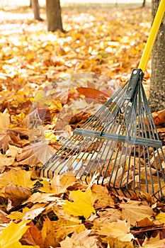 Metal rake, tree trunks and pile of bright yellow maple leaves in autumn photo