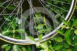 Metal spokes of an old vintage bicycle. Bike wheel details amidst green foliage. Eco-friendly transportation concept