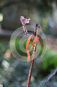 Metal stake with remnants of ribbon or tape with soft blurred background