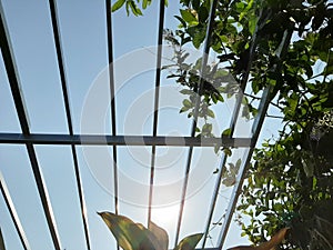Metal structure roof made for battens roof and for ivy plants climbing, blue sky