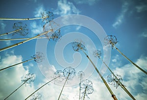 Metal structures in the form of dandelion flowers