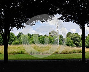 Metal tree framed by real trees