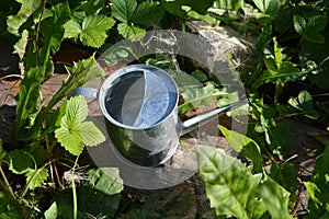 Metal watering can among green leaves of different plants - strawberry, dandelion and others. Summer garden