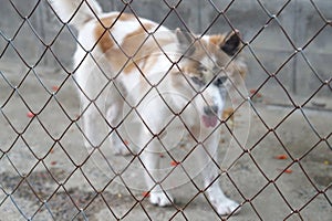 Metal wire mesh fence with dog inside