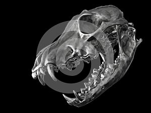 Metal wolf skull with open jaws