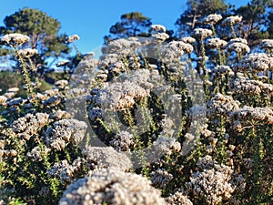 Metalasia densa & x28;Fynbos Blombush& x29;Metalasia densa