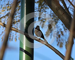 Rufous-collared sparrow perched on a branch in a city park photo