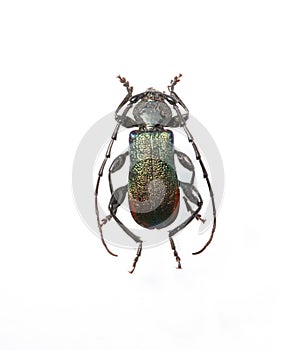 The metalic longhorn beetle isolated on white photo