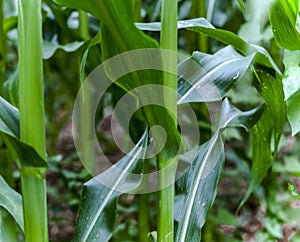 Metalle of leaves and green stems of growing corn plant photo