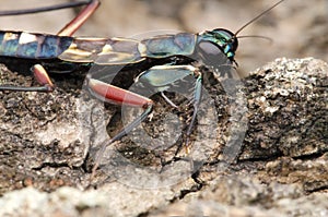 Metallic bark mantis metallyticus splendidus nymph