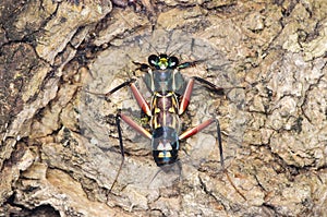 Metallic bark mantis metallyticus splendidus nymph