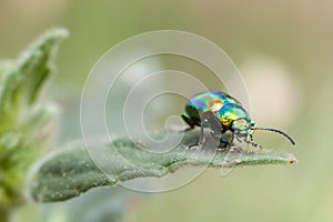 Metallic beetle on mint