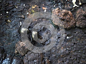 Metallic Beetles Crawling on Bark Surface