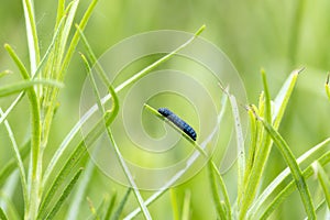 A Metallic Blue Rabbitbrush Beetle Trirhabda nitidicollis On Vegetation