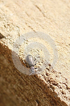 A metallic bronze ground beetle with tiny hairs on its body and legs called setae