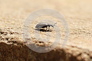 A metallic bronze ground beetle with tiny hairs on its body and legs called setae