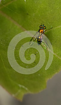 Metallic-colored fly of the genus Condylostylus recorded on a leaf