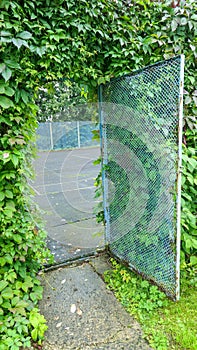 Metallic entrance to football stadium area covered with green crawling ivy plant