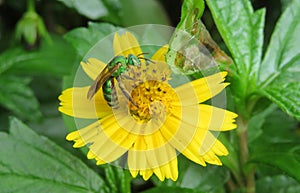 Metallic green bee on yellow flower in the garden