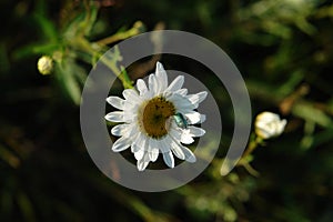 Metallic-green beetle - the rose chafer (Cetonia aurata) on the wild ox-eye daisy (Leucanthemum vulgare), top