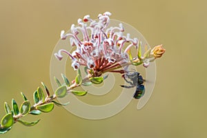 Metallic Green Carpenter Bee polinating the tiny grevillea flowers on a shrub in the Australian bush