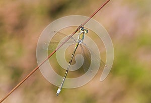 Small spreadwing damselfly