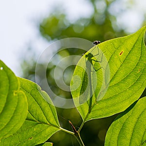 Metallic green delicate damselfly resting on a green leaf