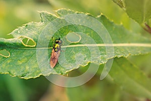 Metallic green fly on green leaf