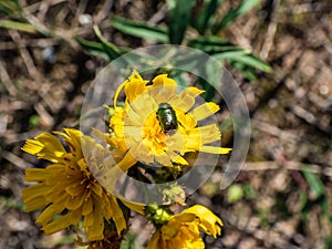Metallic green, golden green and bluish green beetle (cryptocephalus sp.) feeding on pollen of yellow flower