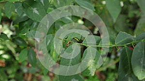 A metallic green jewel bug walking on top of a flowered star gooseberry leaflet\'s stem