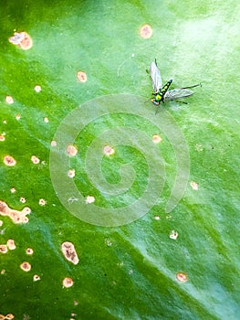 Metallic green longlegged fly on lotus leaf