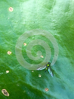 Metallic green longlegged fly on lotus leaf