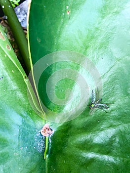 Metallic green longlegged fly on lotus leaf