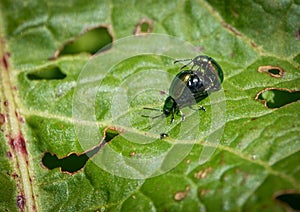 A Metallic green, reddish or also bluish shining dock beetle, females at mating season with swollen, black abdomen