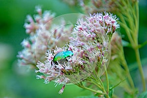 Metallic green scarab beetle - Calomacraspis splendens / Eupatorium cannabinum