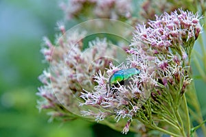Metallic green scarab beetle - Calomacraspis splendens / Eupatorium cannabinum