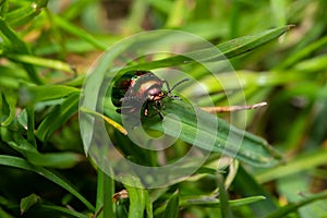 Metallic green, shiny leaf beetle (Chrysomelidae