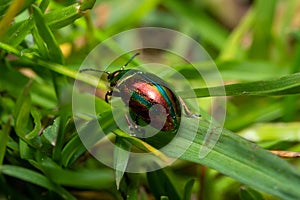 Metallic green, shiny leaf beetle (Chrysomelidae